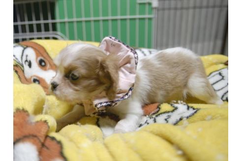 成約済の埼玉県のキャバリアキングチャールズスパニエル-54227の3枚目